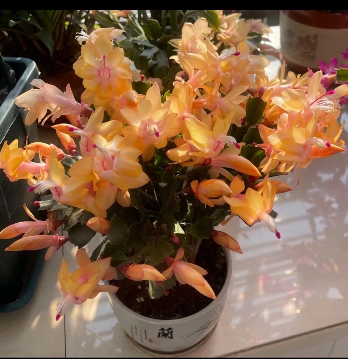 【黄色】黄金苏菲亚蟹爪兰原盆原土带花苞 年宵花三季开花好养易活