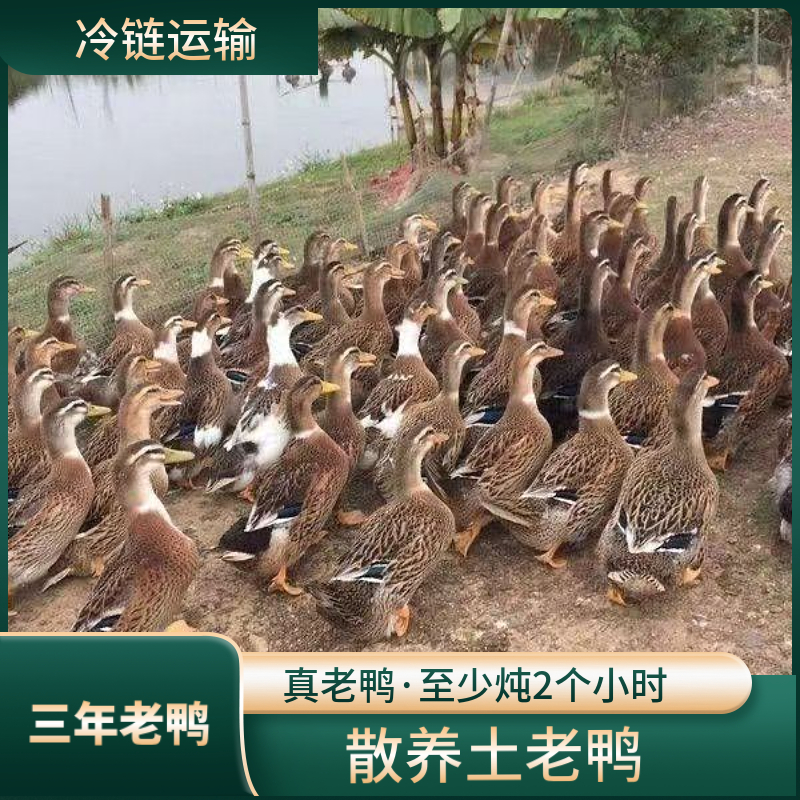 【凤凰土鸡】农家土老鸭麻鸭毛重8斤净重6斤
