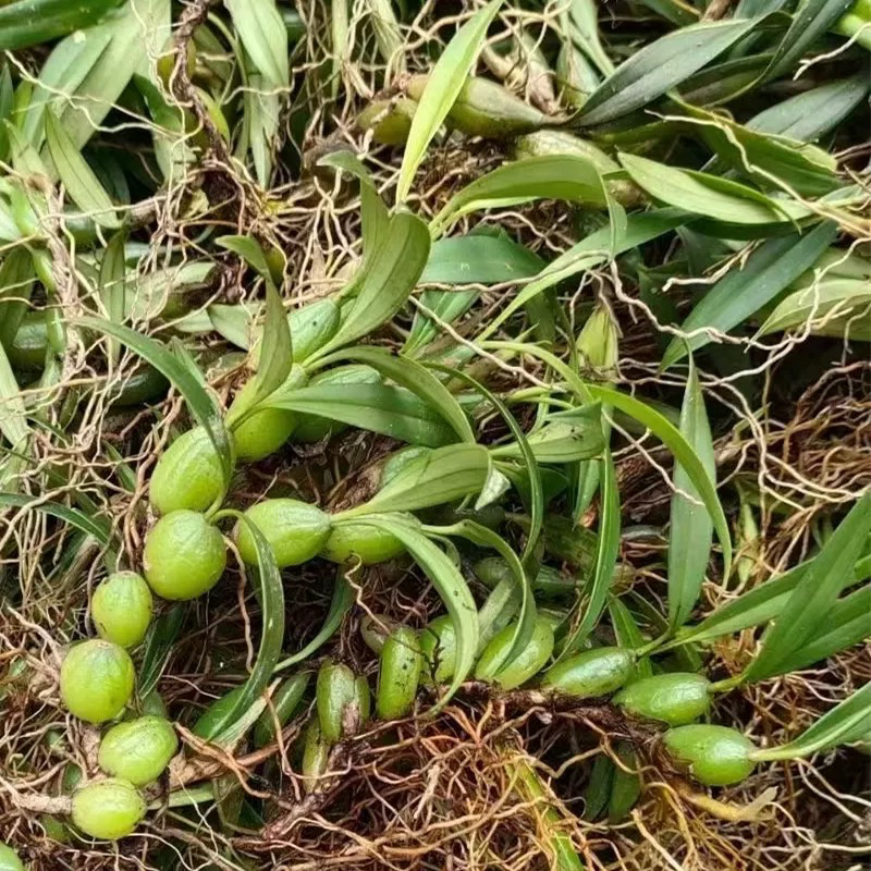 怀集大山新鲜大果石橄榄