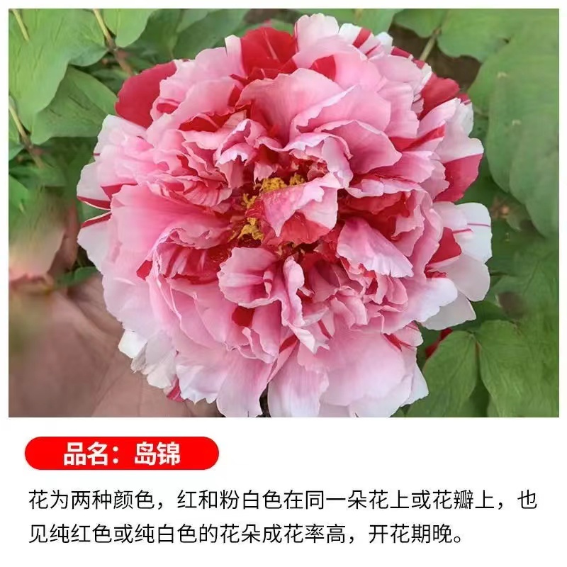 【岛锦】复色系重瓣大花洛阳基地直发