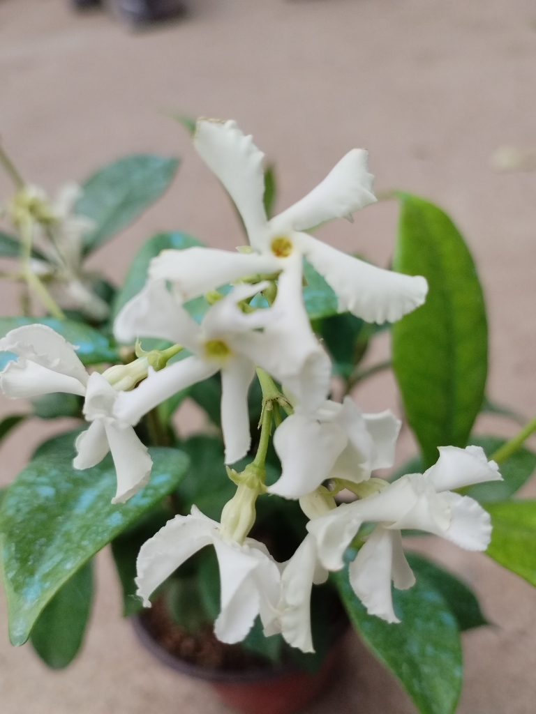 风车茉莉大苗浓香型，