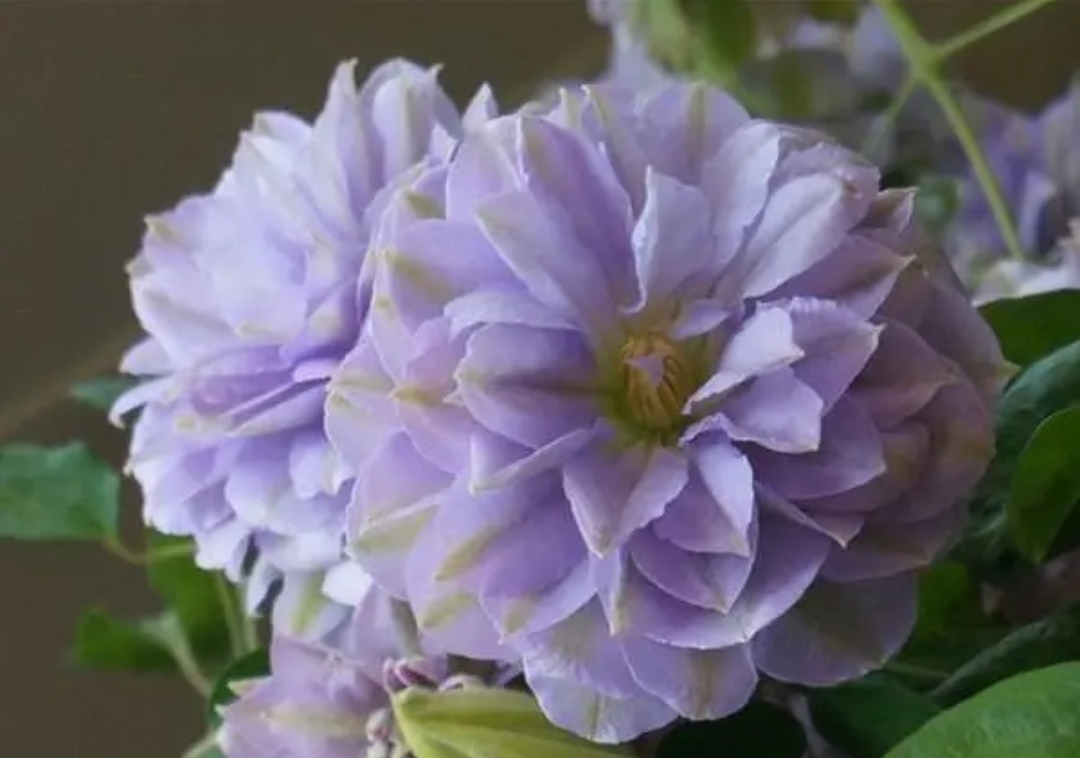 琉璃 早大花组2类铁小苗（重瓣 淡紫）