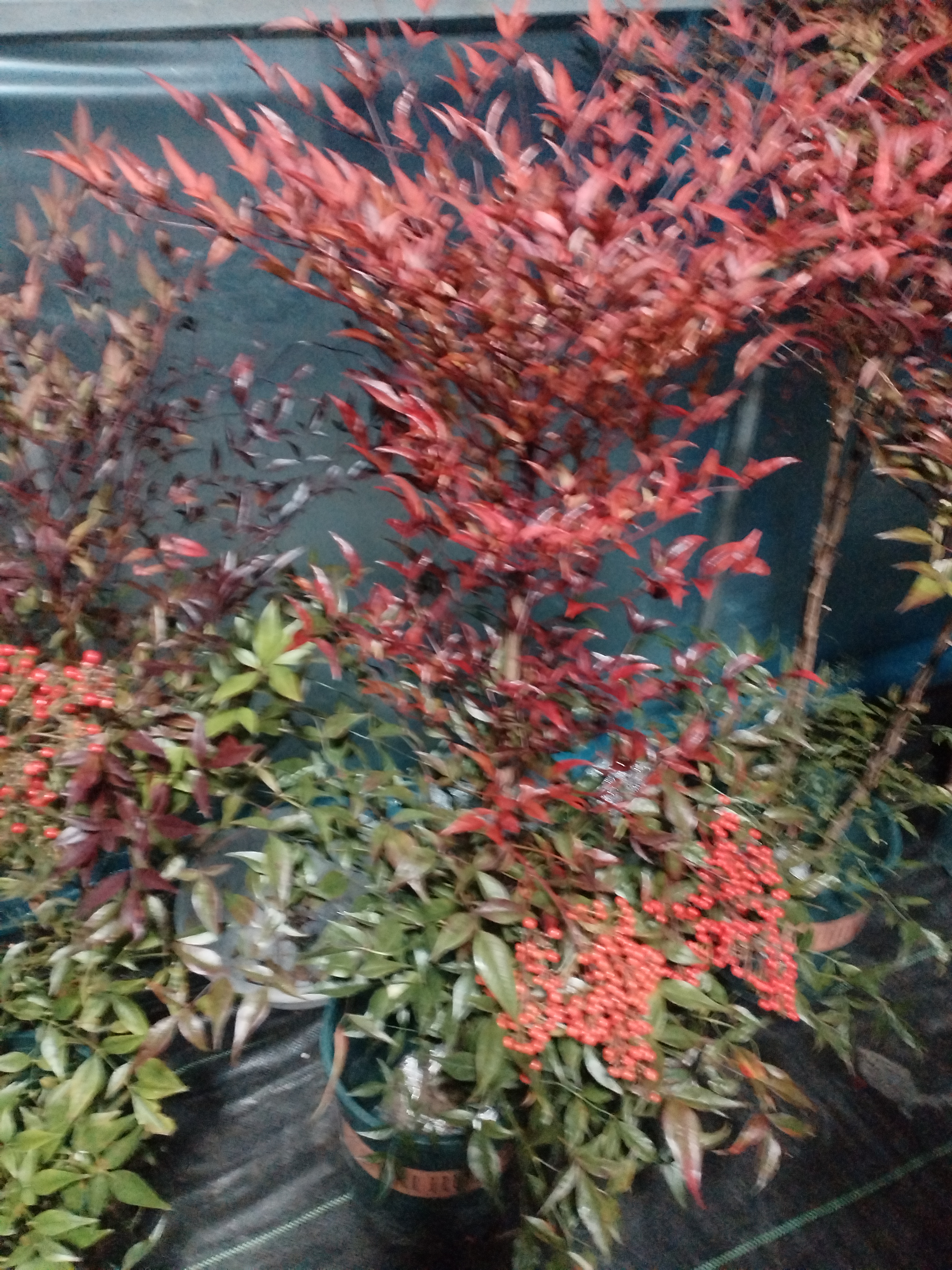 精品火焰红叶南天竹客厅阳台庭院盆栽地栽室内外耐寒抗冻绿植