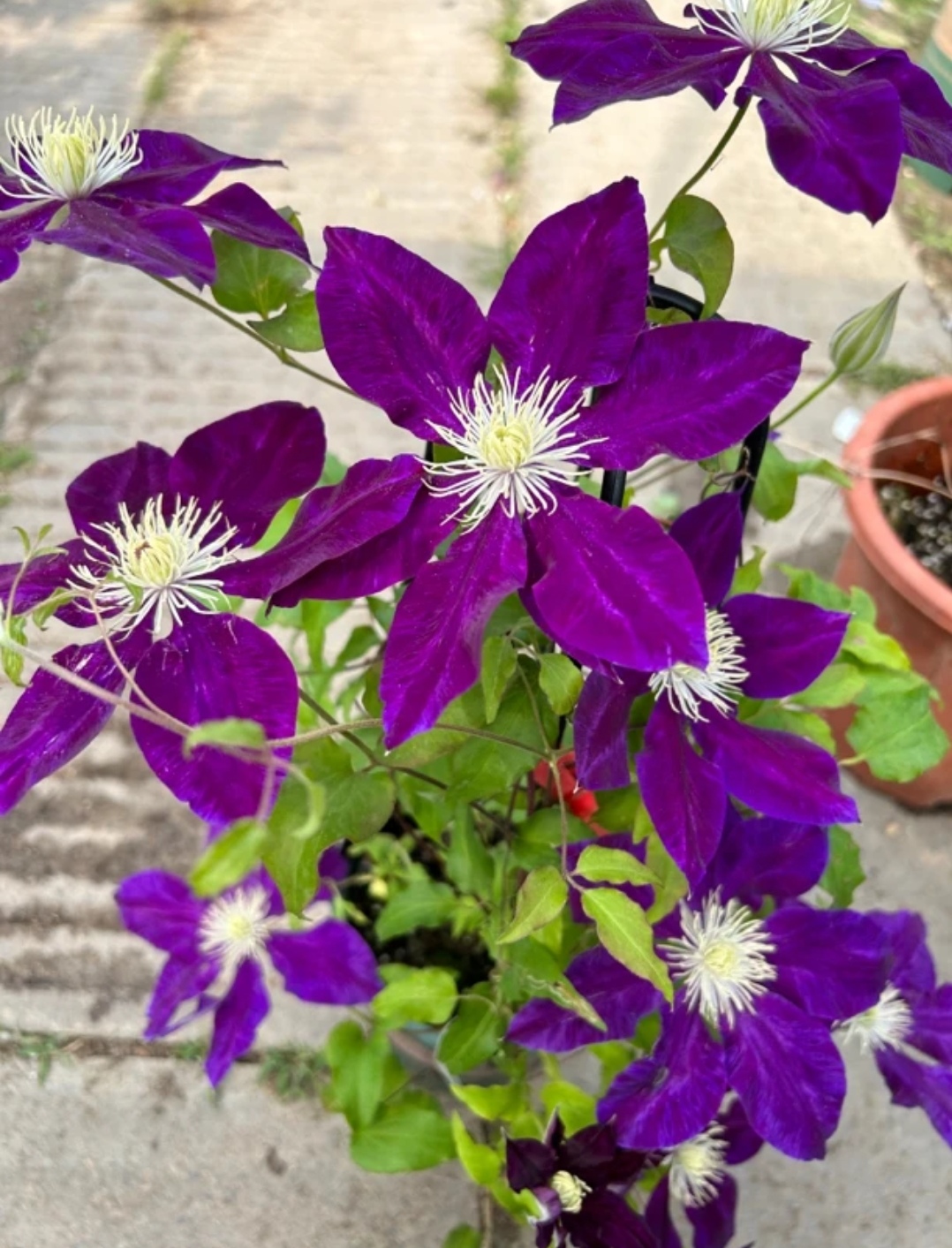 疾风 f系3类铁小苗（单瓣 紫）