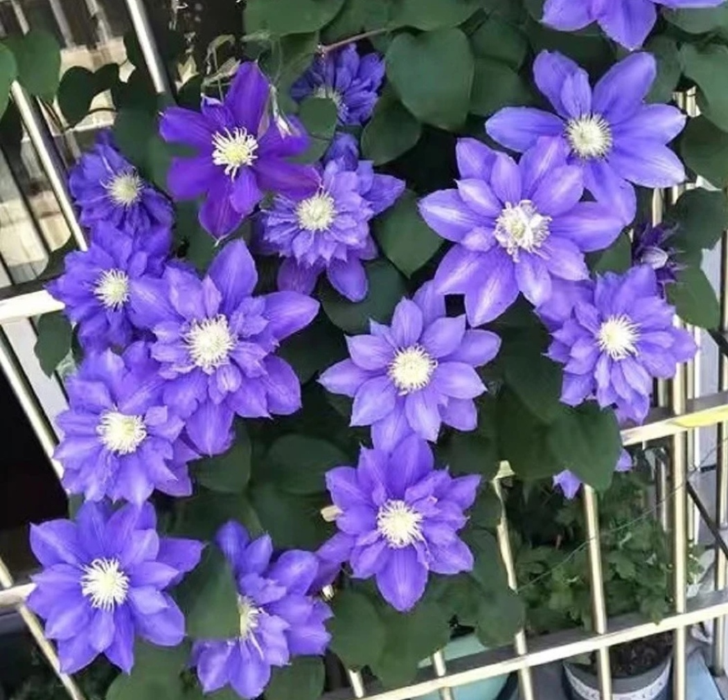 静光2类重瓣大花铁线莲