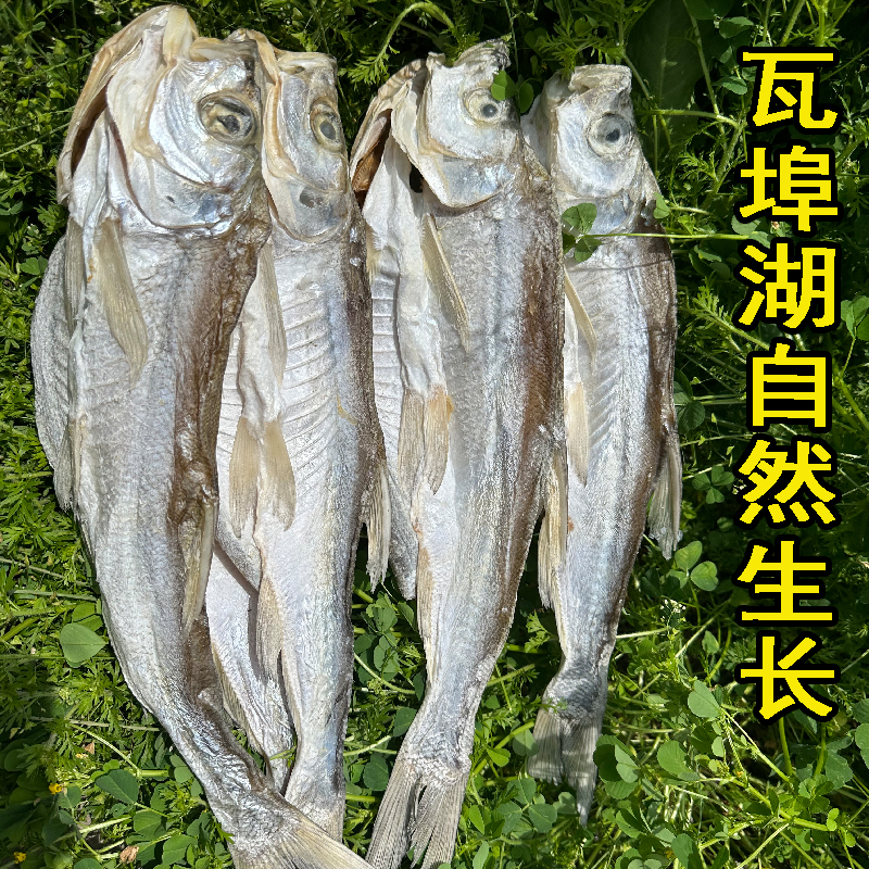 腌制大秋刀鱼大翘嘴鱼风干咸鱼白条鱼干鱼