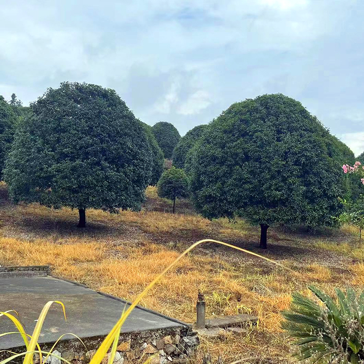 大型桂花树苗原生金桂丹桂庭院别墅地栽浓香型植物耐寒四季桂绿化