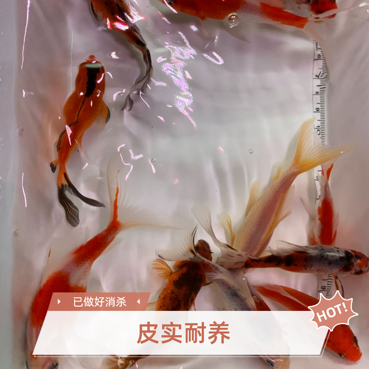 短尾草金拍鱼专拍（非直播勿拍）