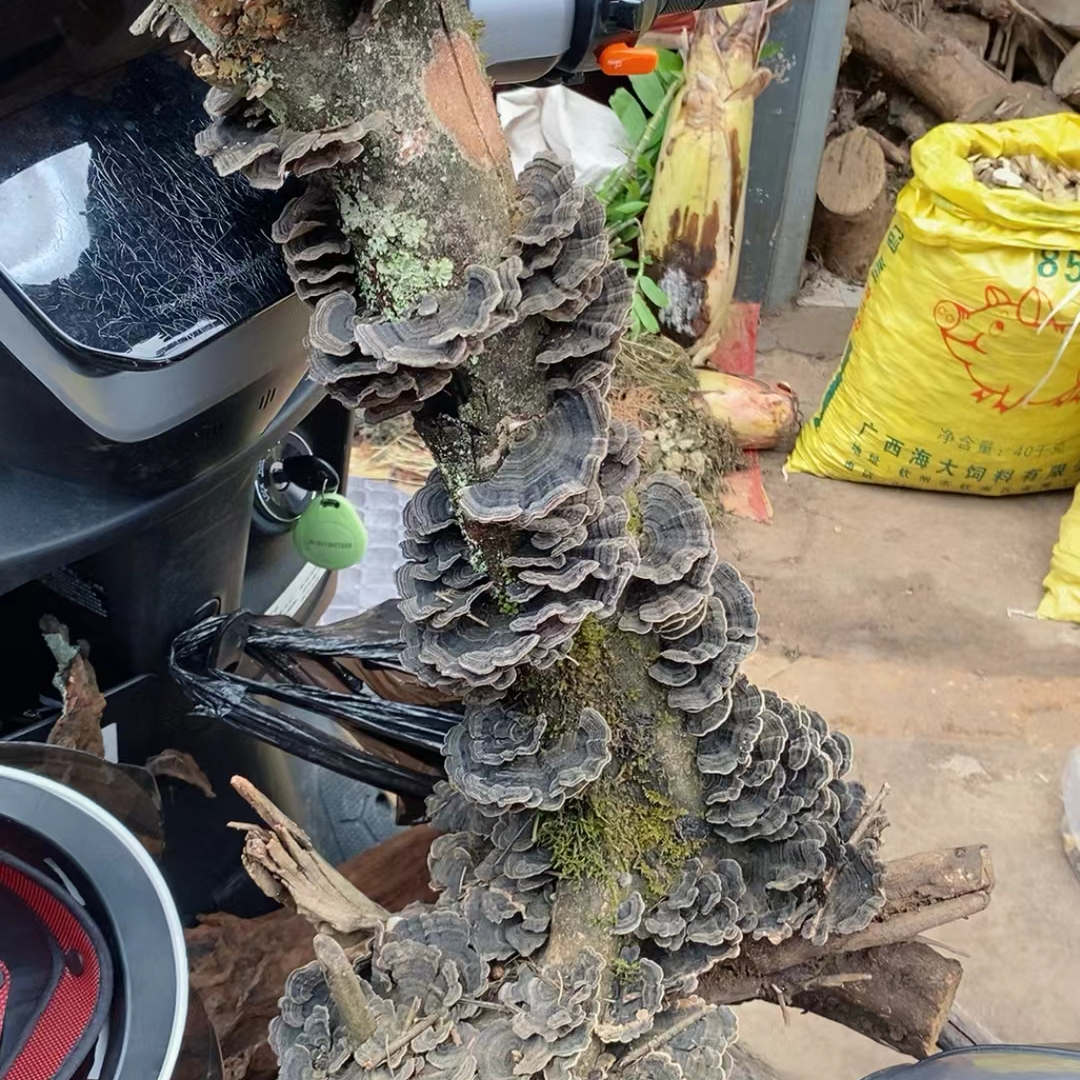 云南野生新鲜根找货现搞500g顺丰包邮