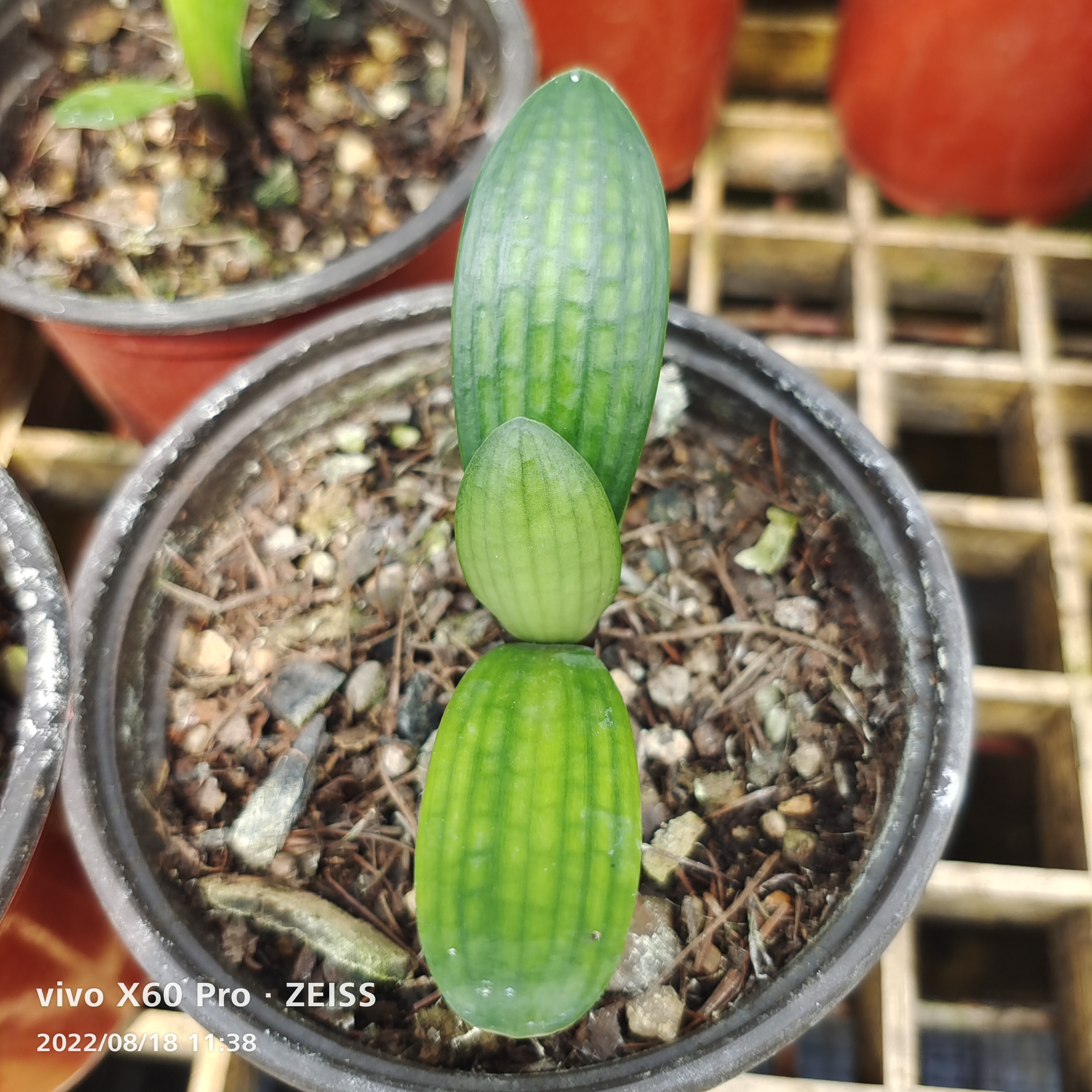 利强兰苑君子兰绿花