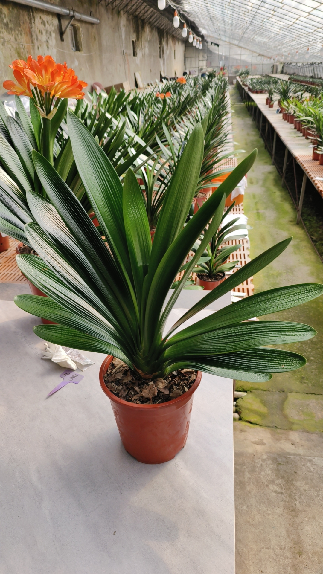 利强兰苑君子兰绿花