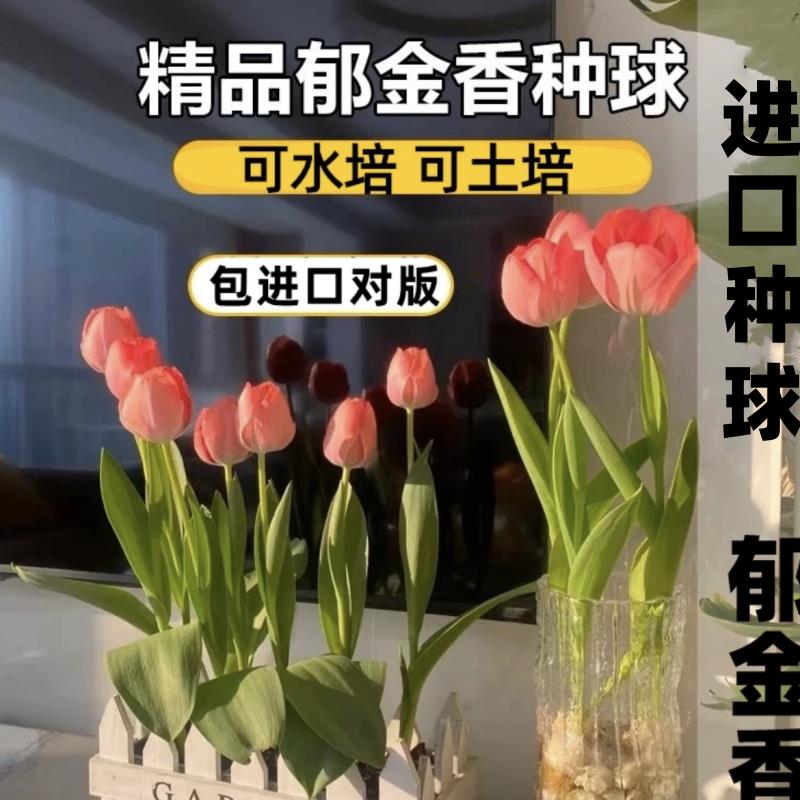 郁金香荷兰进口郁金香种球5度球水培土培盆栽地栽耐寒花卉植物