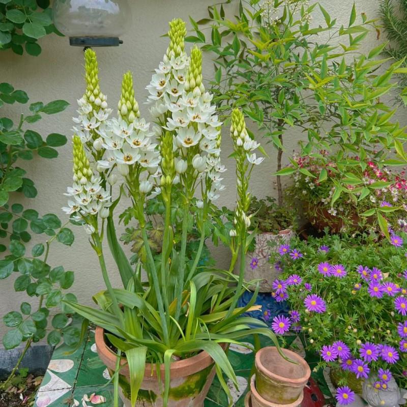 23年新球圣心百合冬季耐寒种球当年开花虎眼属多年生球根盆栽地栽