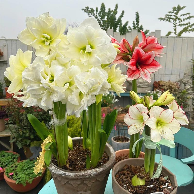 朱顶红种球盆栽四季开花卉植物室内重瓣大球阿弗雷双梦爱神好养活