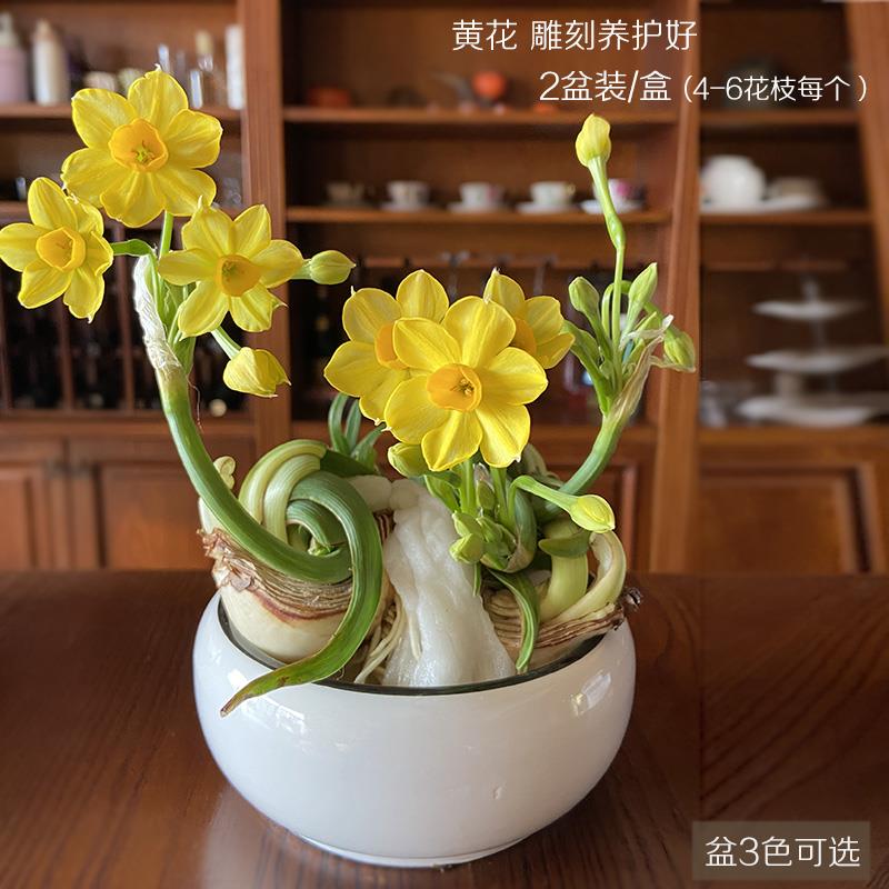 漳州黄花黄金多花水仙花种球室内水培盆栽土豪级稀有黄色品种