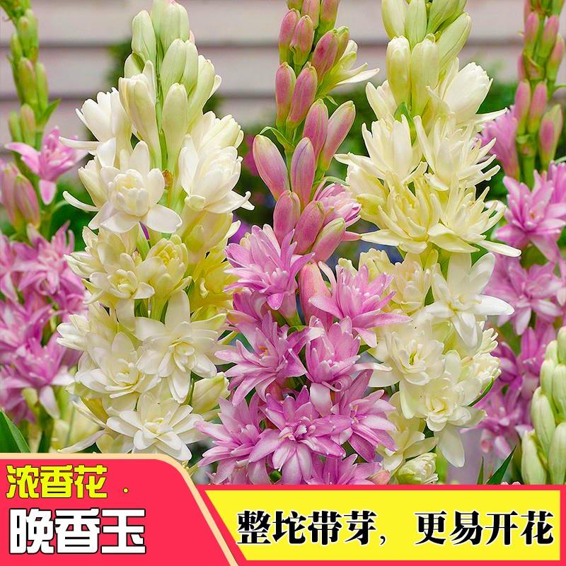 晚香玉种球夜来香盆栽重瓣浓香多年生球根切花庭院阳台盆栽花卉植