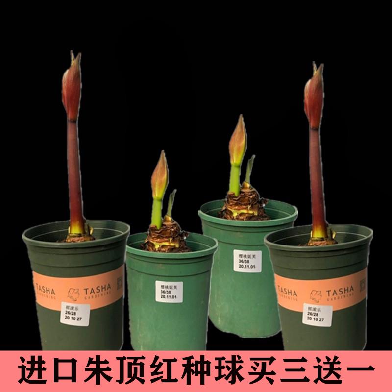 荷兰进口重瓣朱顶红种球大球四季开花室内外阳台盆栽花卉植物易活