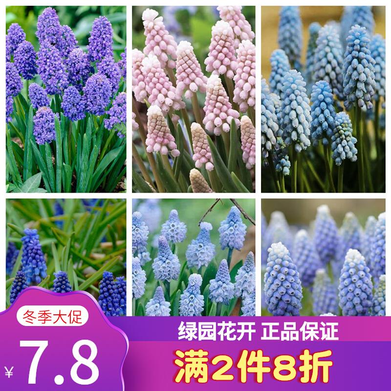 23年现货新球绿园花开进口葡萄风信子种球多年生球根土培水培球根