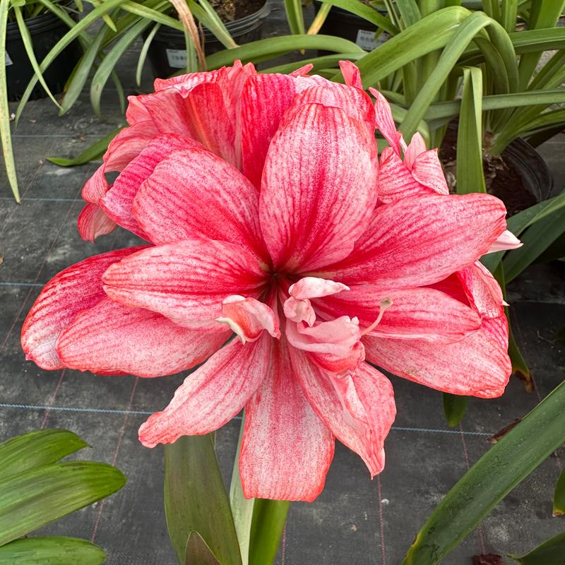 进口重瓣秘鲁朱顶红种球 庭院花园阳台多年生植物蒂卡梦幻美人