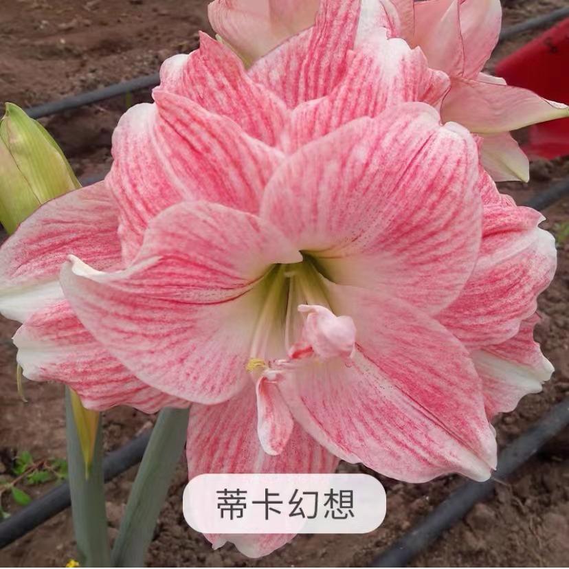 秘鲁蒂卡系列进口朱顶红种球 火焰黛丝 蒂卡粉黛蒂卡梦想蒂卡之星