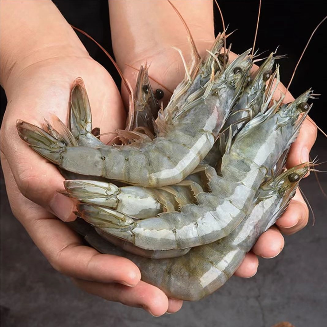  连云港发货海洋大虾  20/30虾   到手3斤