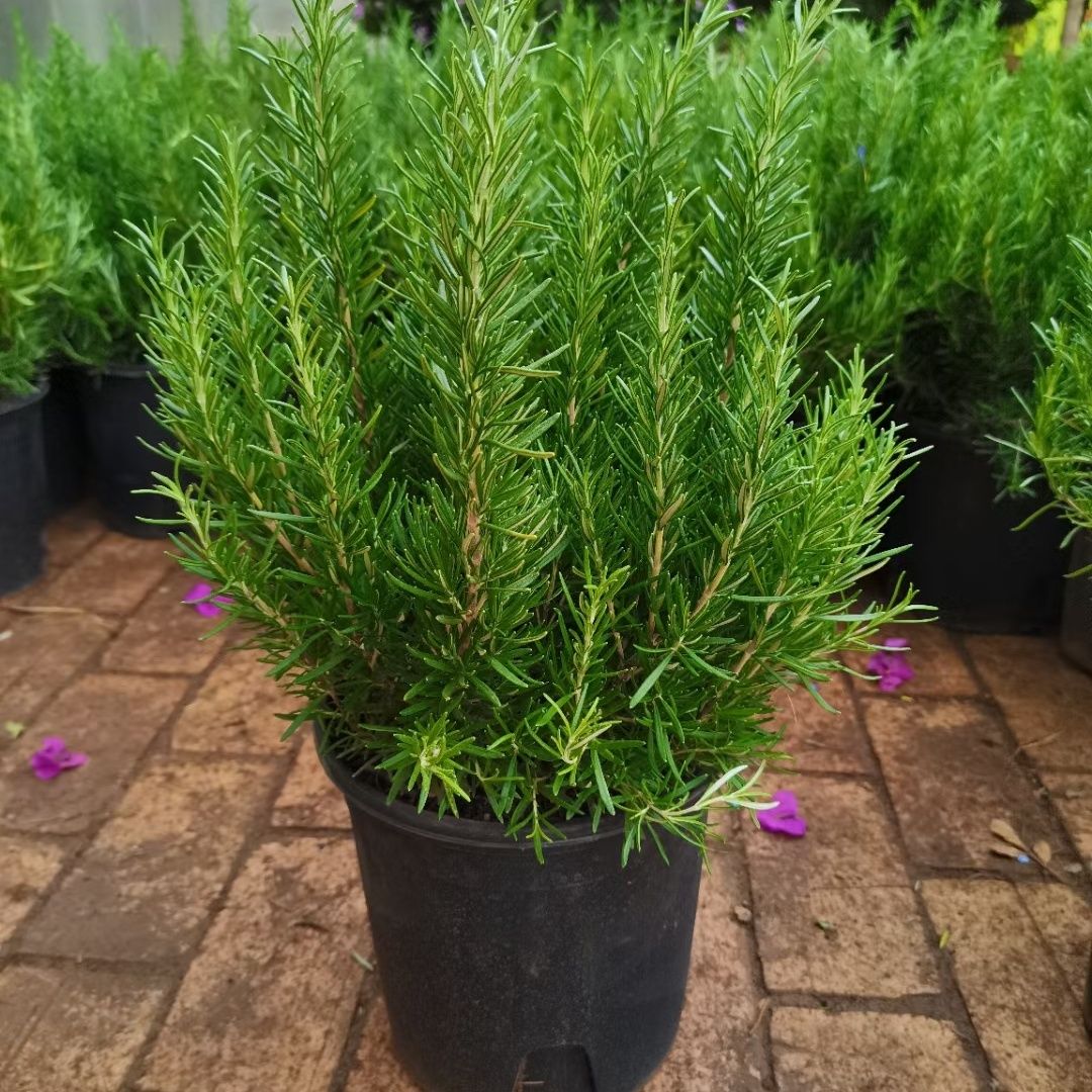 迷迭香盆栽老桩香草植物烘焙蛋糕西餐煎牛排食用料薄荷好养盆栽