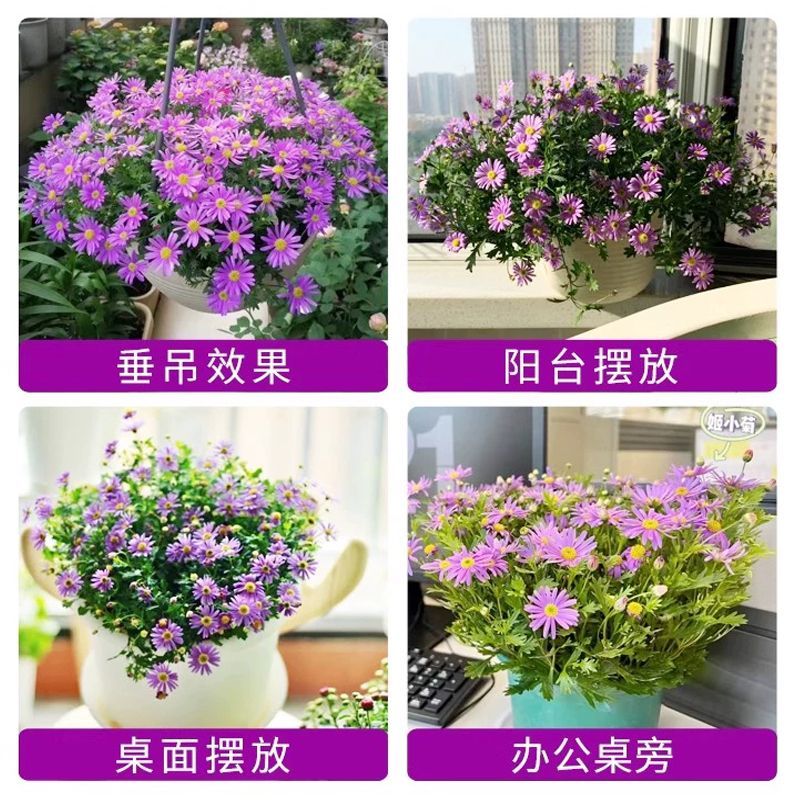 姬小菊花卉盆栽带花发货四季开花开不断室外开花植物易活无需打理