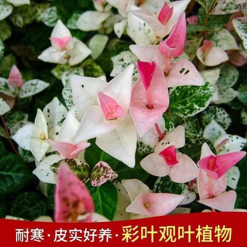 花叶络石盆栽彩叶爬藤植物四季常青室内阳台花园家养花卉绿植