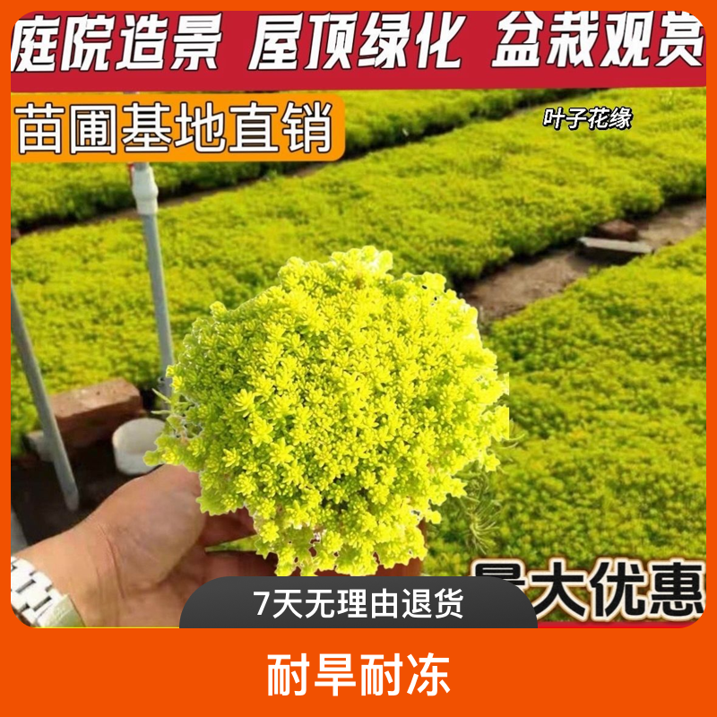 黄金佛甲草地被植物薄雪万年草土壤耐冬耐冻大薄雪四季观叶庭院绿