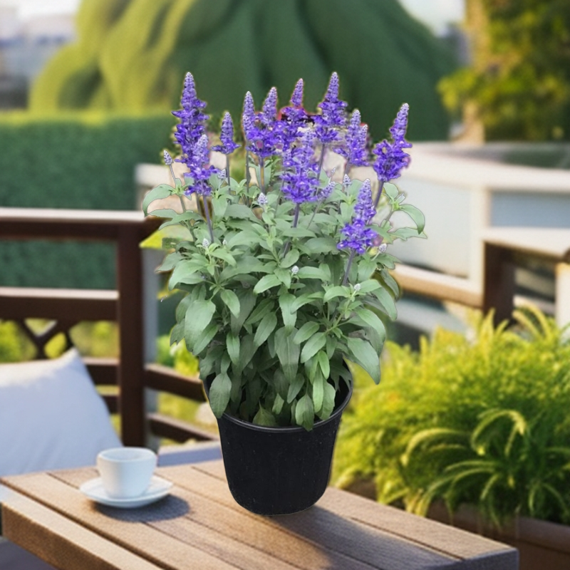 鼠尾草一串蓝薰衣草多年生易活盆栽花卉庭院阳台花卉植物花镜懒人