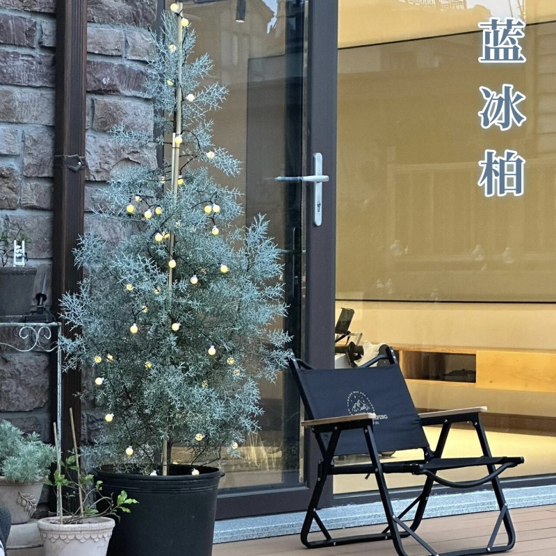 蓝冰柏盆栽圣诞树耐寒耐晒四季常绿庭院造景花镜植物阳台户外绿植