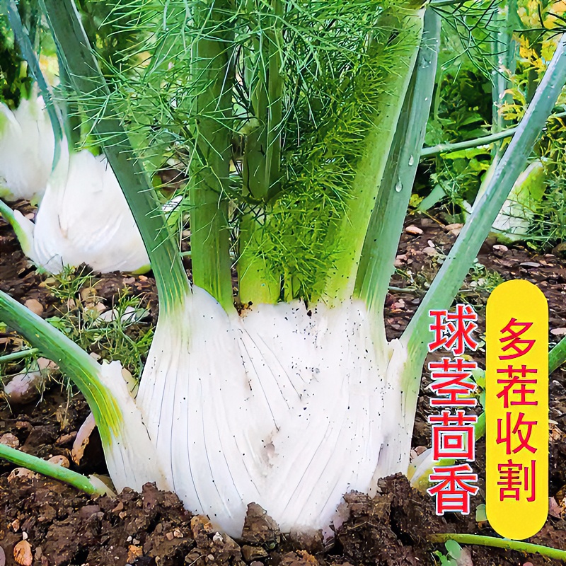 【茴香种子】球茎茴香种籽苗 高产四季蔬菜小茴香阳台小院盆栽易活