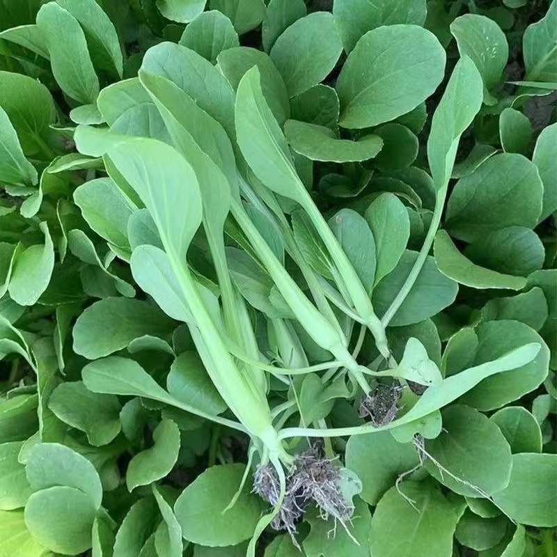 小青菜鸡毛菜上海青种子油菜籽四季播种阳台小院菜园蔬菜简单好吃