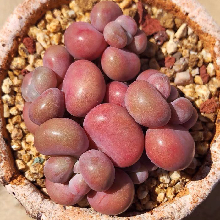 多肉植物盆栽绿植桃蛋奶酪