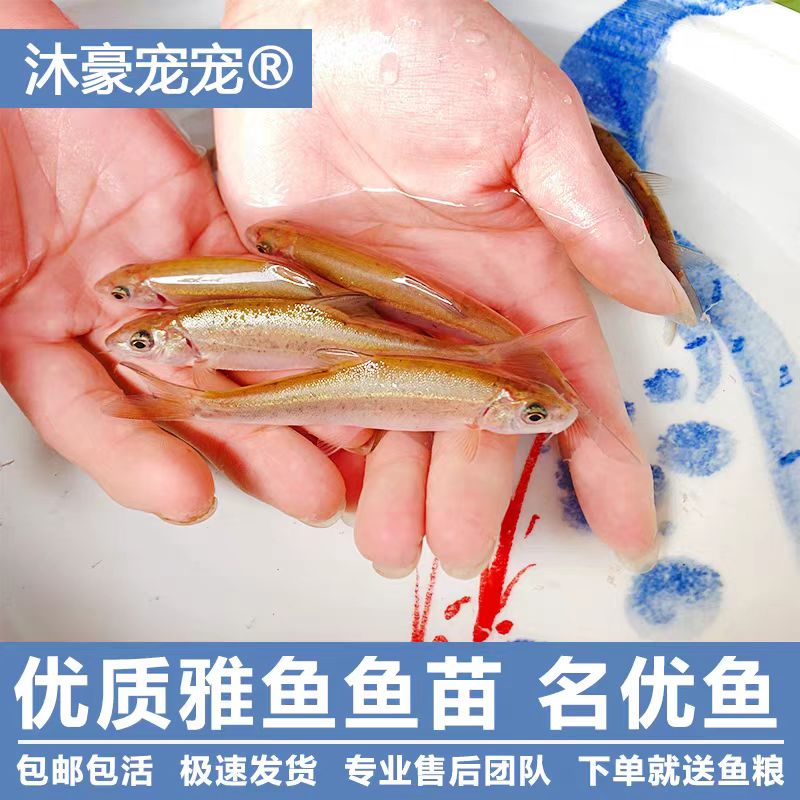 川韵渔业【店铺热卖】雅鱼苗裂腹鱼苗细鳞鱼苗阴河阳鱼苗冷水鱼观赏
