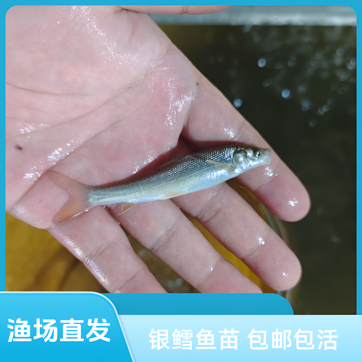 川韵渔业【店铺热卖】银鳕鱼观赏鱼淡水鱼大鳞鲃鱼观赏冷水鱼吃草鱼