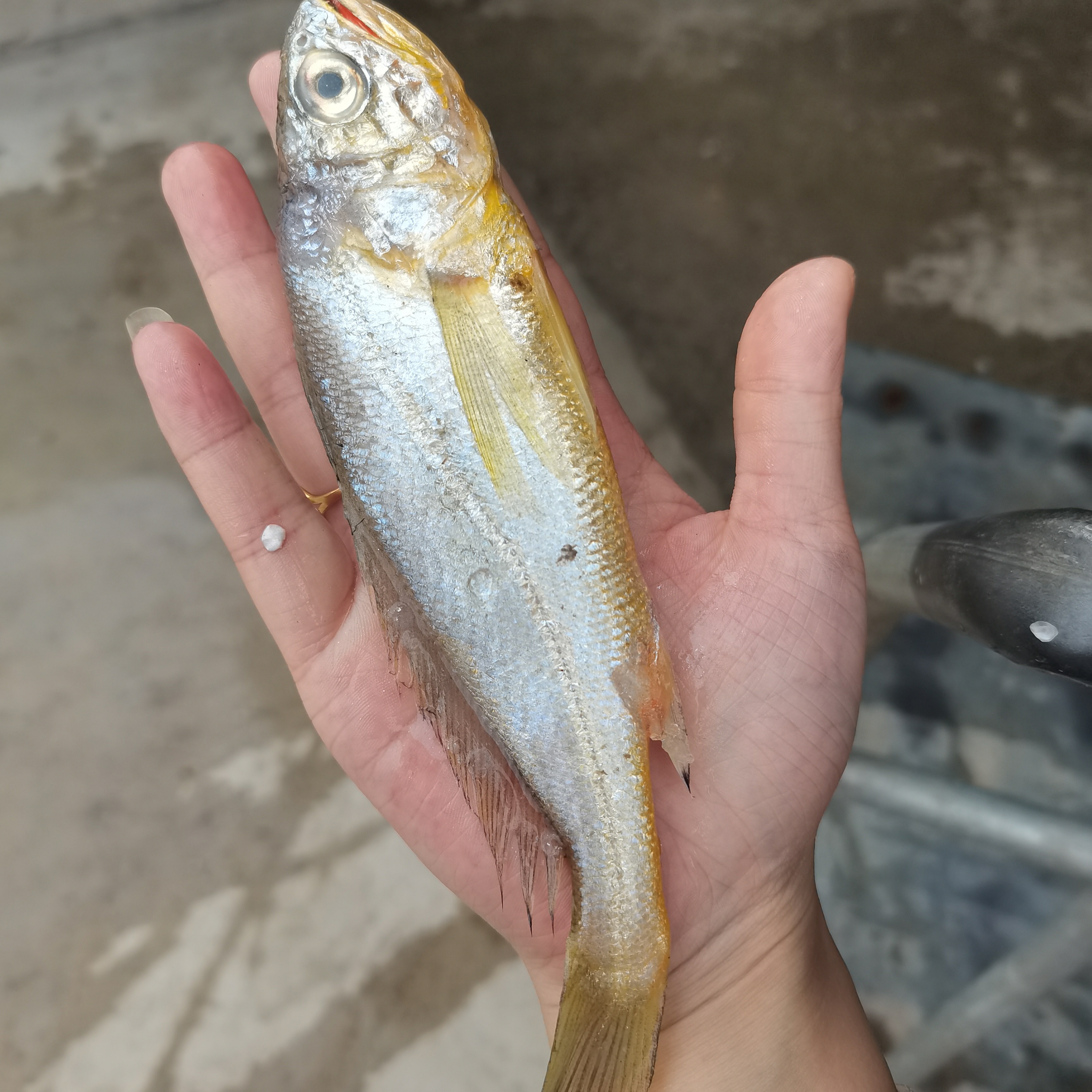 启东吕四大洋港，小黄鱼，