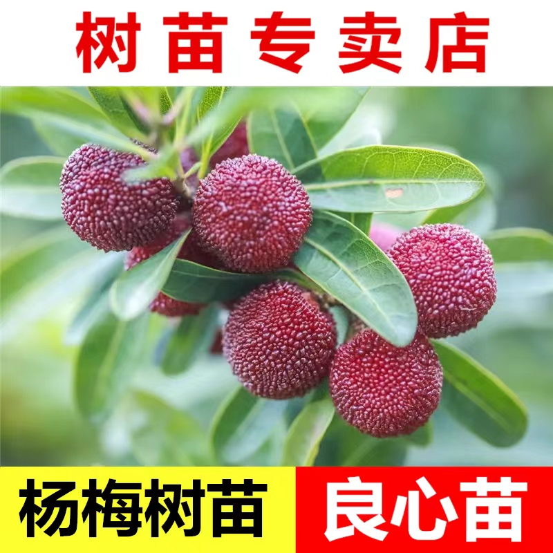 红杨梅东魁杨梅营养大杯苗盆栽庭院种植带营养大杯发货绿植苗正宗