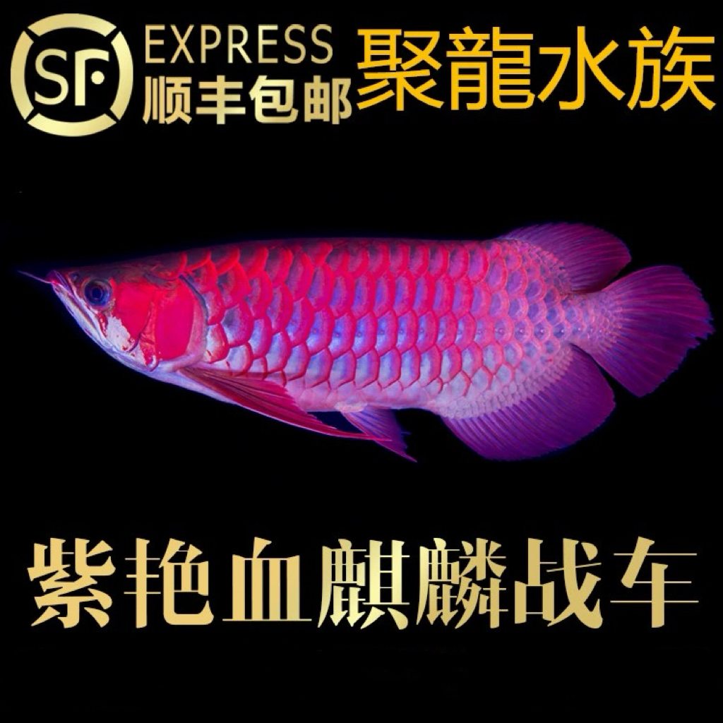 聚龙甄选 龙鱼 紫艳血麒麟战车 红龙