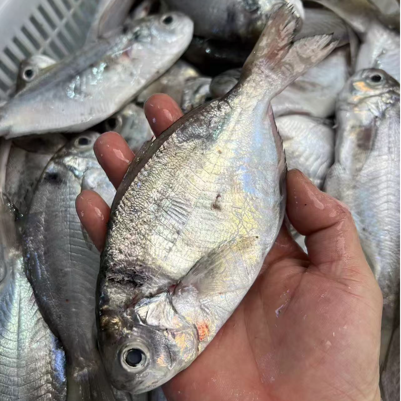 汕尾湖东本港浅海南鲳鱼【4-5条斤】帮去肚处理冷冻运输