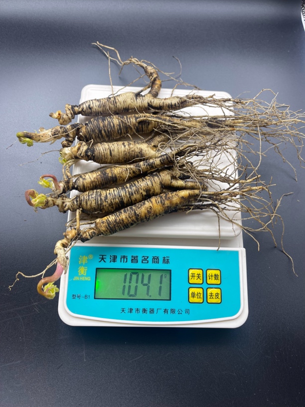 林下参 鲜人参 东北特产 人参林下籽 炖汤 残参 断残吃货