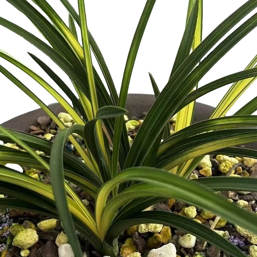 惠兰兰花自然种植一物一拍