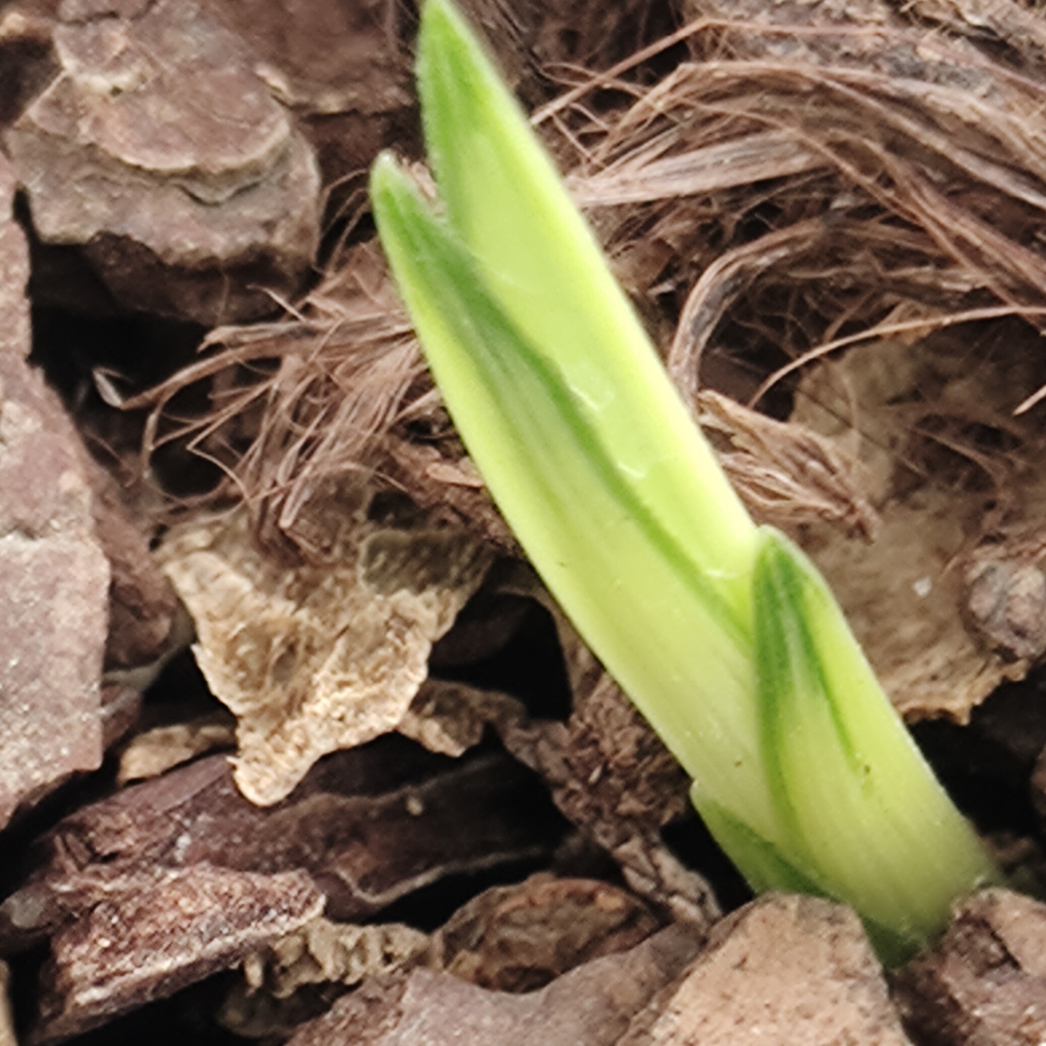 兰花盆景兰花草好养易活，春兰，蕙兰，阳台，客厅可养兰草兰花盆栽