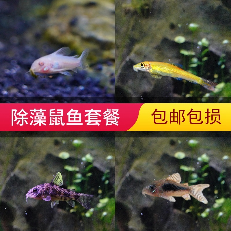 鱼缸清洁鱼鼠鱼小型水族淡水观赏鱼活体金苔鼠底栖异形鱼工具鱼肆