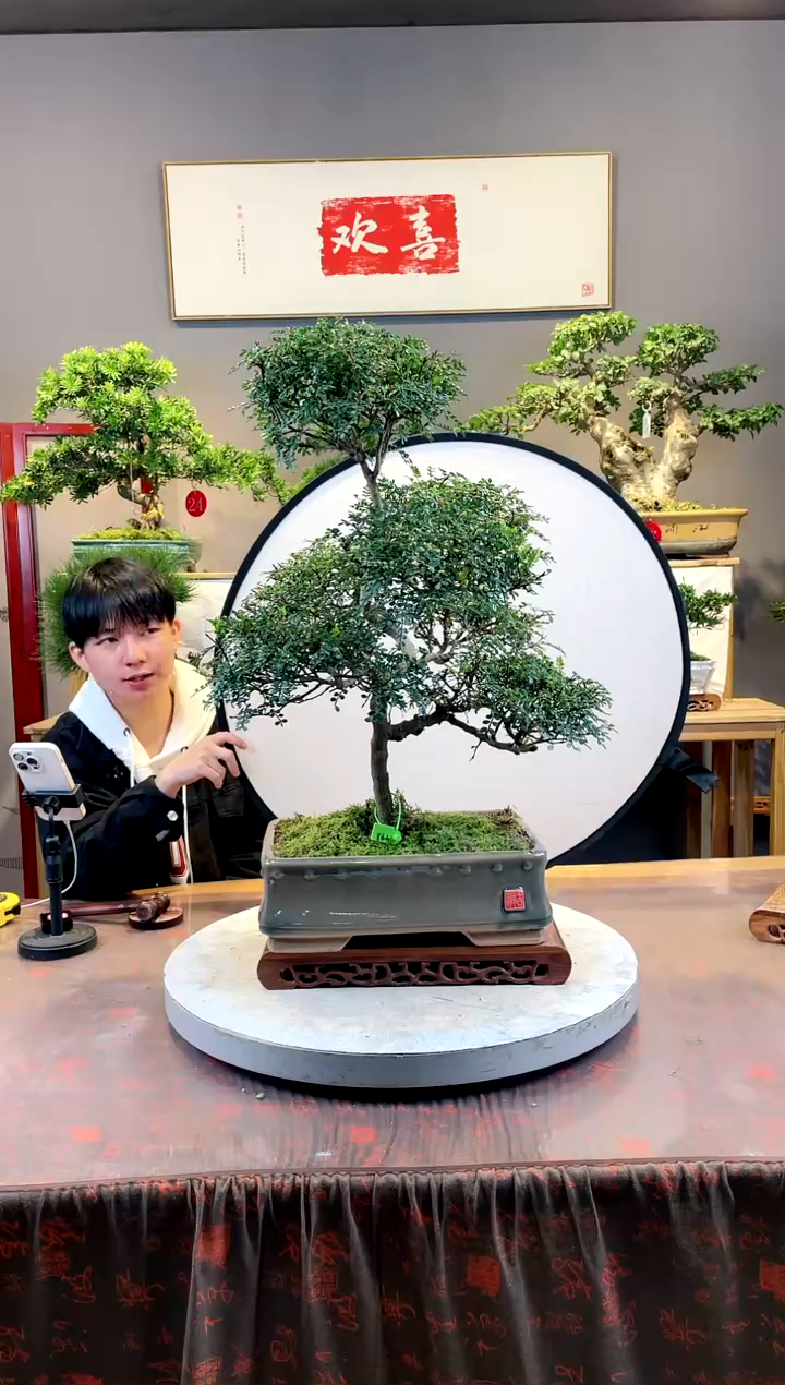 【闪购商品】盆景清香胡椒木