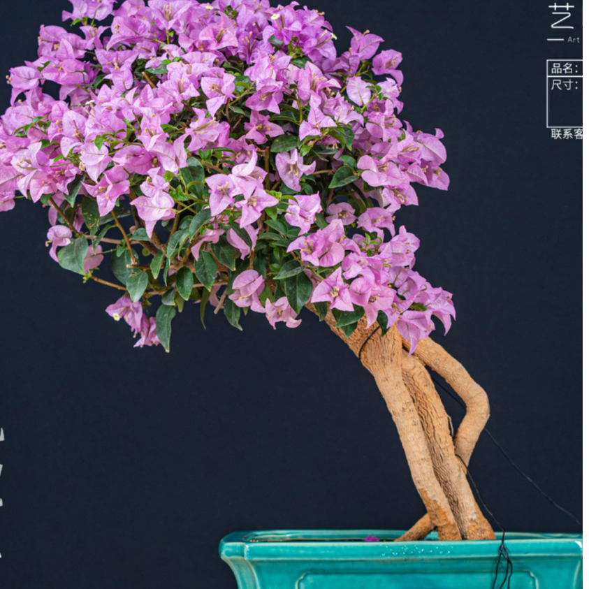 【艺景园·毛毛三角梅1080】通用链接一物一拍精品盆景艺术三角梅