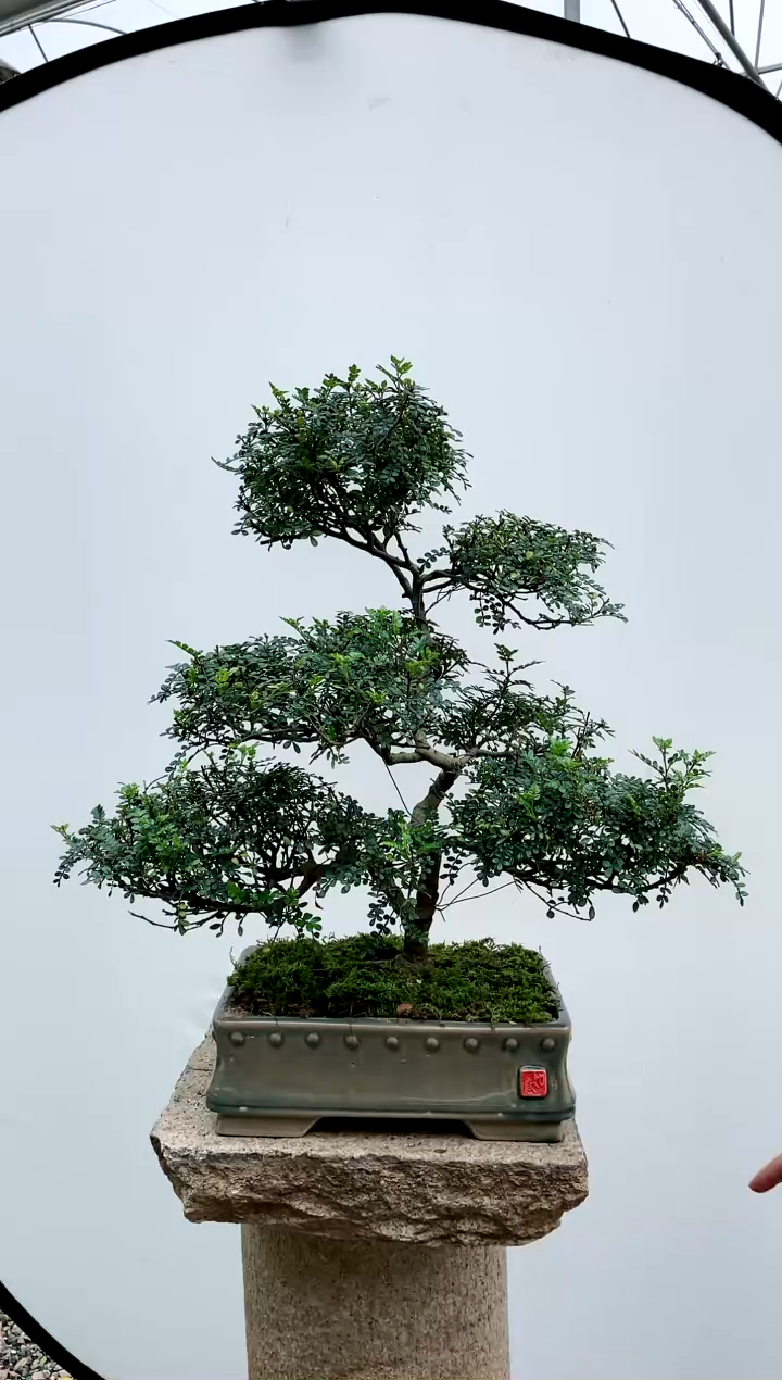 【闪购商品】盆景清香胡椒木