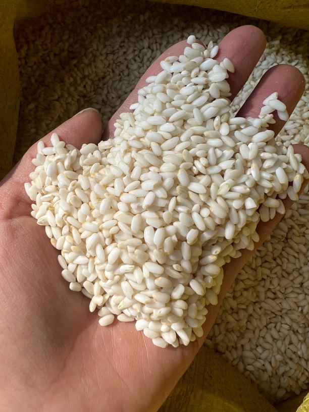 2024年贵老品种香禾糯2斤起包邮