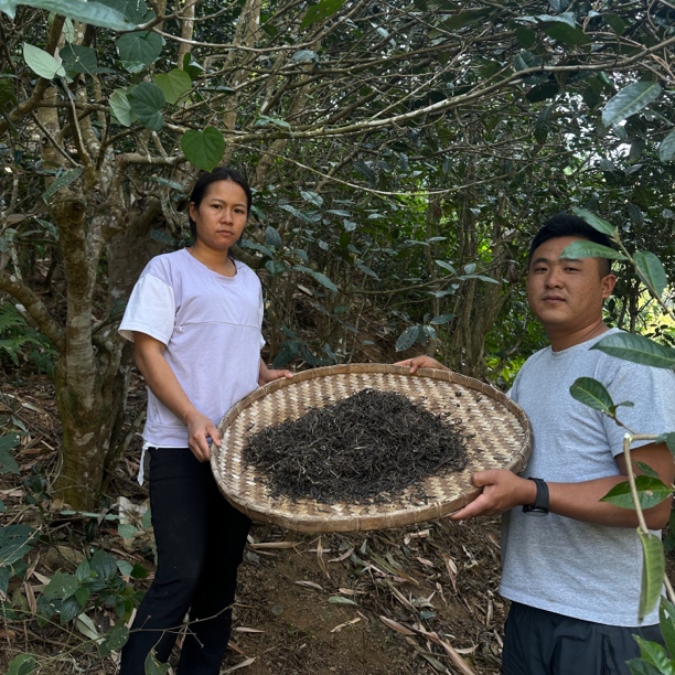 公弄山 古树春茶普洱生茶花香蜜香散毛茶