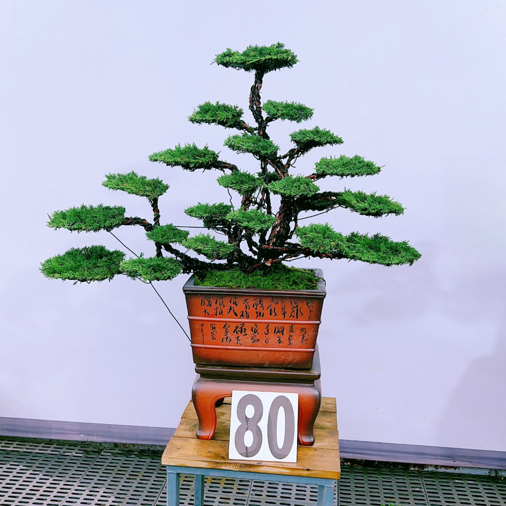 80#东寻盆景 老桩老盆口原生桩济州真柏